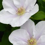 CLEMATIS CHANTILLY EVIPO21