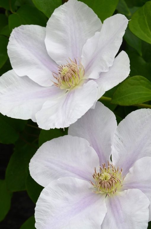 CLEMATIS CHANTILLY EVIPO21