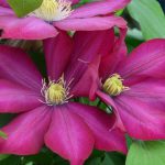 CLEMATIS BOURBON EVIPO018