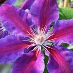 CLEMATIS ANNA LOUISE EVITHREE