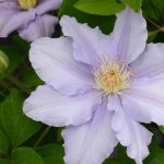 CLEMATIS ANGELIQUE EVIPO017