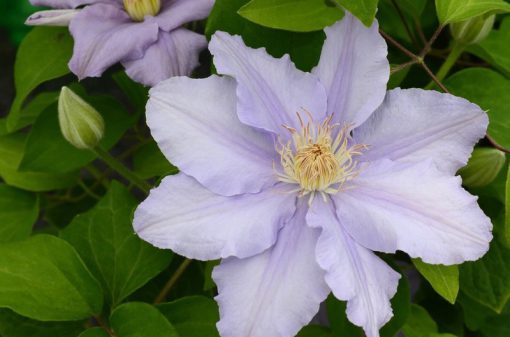 CLEMATIS ANGELIQUE EVIPO017