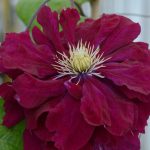 CLEMATIS CHARMAINE EVIPO022