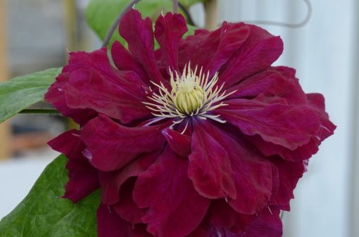 CLEMATIS CHARMAINE EVIPO022