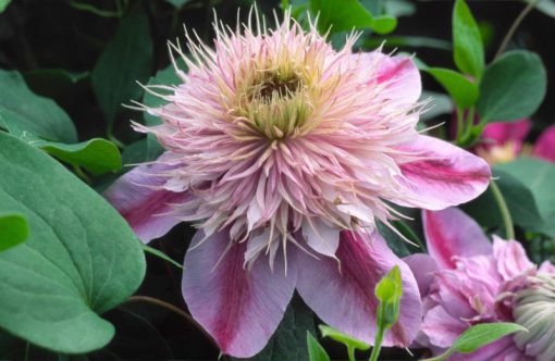 CLEMATIS EMPRESS EVIPO011