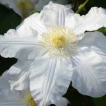 CLEMATIS ICE BLUE EVIPO003