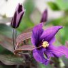 CLEMATIS PETIT FAUCON EVISIX