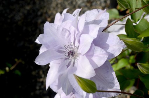 CLEMATIS REFLECTIONS EVIPO035