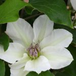 CLEMATIS KITTY Evipo097