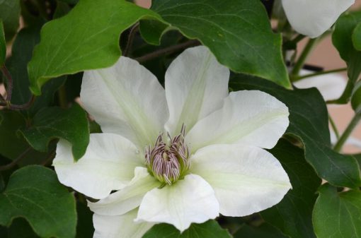 CLEMATIS KITTY Evipo097