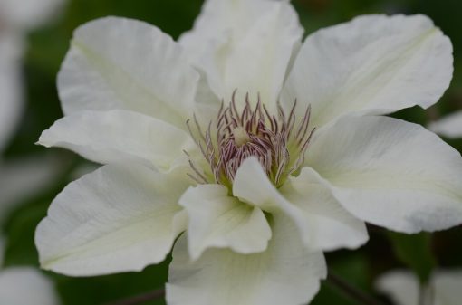 CLEMATIS KITTY Evipo097 - Image 2