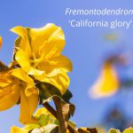 FREMONTODENDRON CALIFLORNIA GLORY