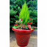 Sumptuous glossy red planted container