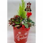 Merry Christmas planted arrangement
