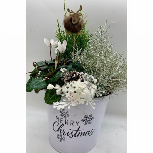 White Merry Christmas Tin Planted Arrangement