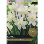 Narcissus Ice Baby