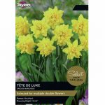 Narcissus Tete De Luxe