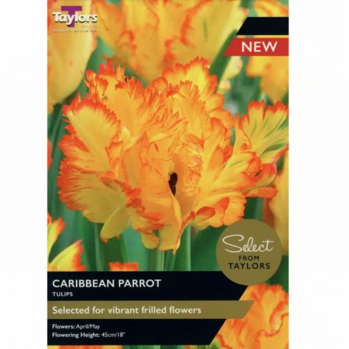 Caribbean Parrot