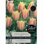Tulip Royal Celebration