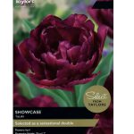 Tulip Showcase