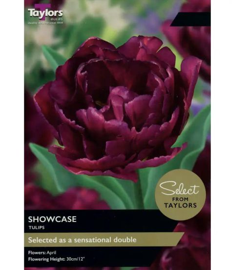 Tulip Showcase