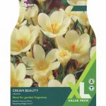 Crocus Cream Beauty