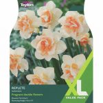Narcissi Replete