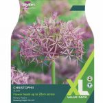 Allium Christophii