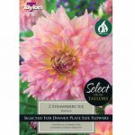 Dahlia Strawberry Ice