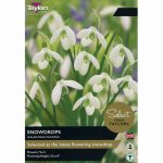 Galanthus Plicatus
