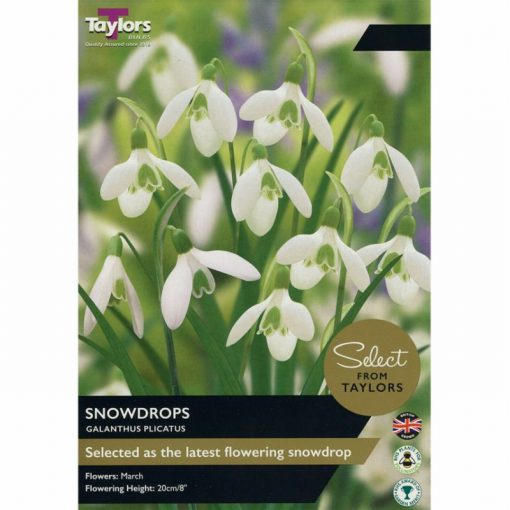 Galanthus Plicatus