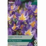 Crocus Sieberi Tricolour