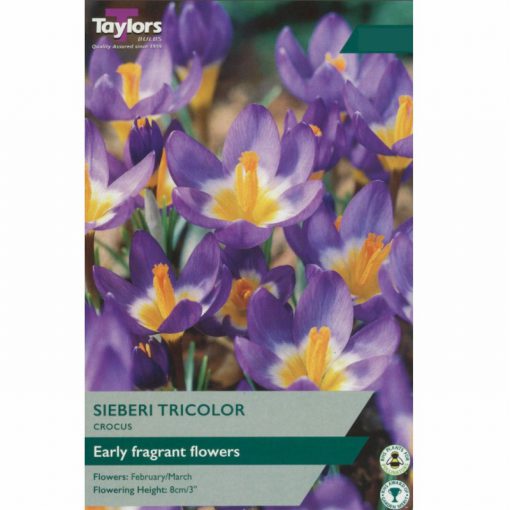 Crocus Sieberi Tricolour