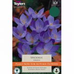 Crocus Speciosus