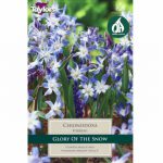 Chionodoxa Forbesii