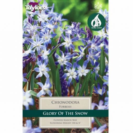 Chionodoxa Forbesii