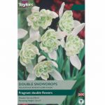 Galanthus Nivalis Flore Pleno