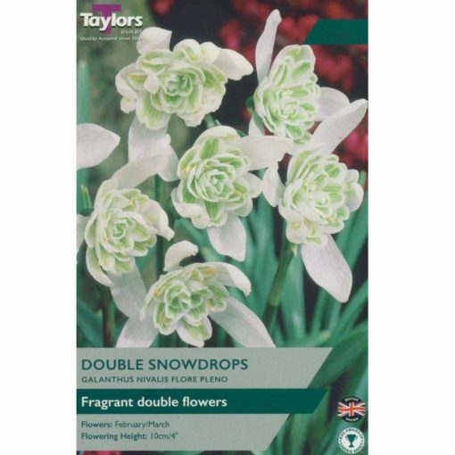 Galanthus Nivalis Flore Pleno