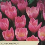 Crocus Kotschyanus