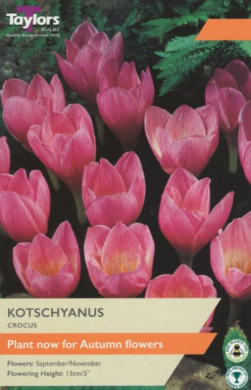 Crocus Kotschyanus