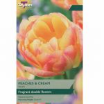 Tulip Peaches and Cream