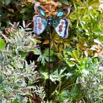 Butterfly Brilliance (Assorted)