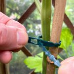 Plastic Vine Ties