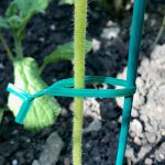 Plant Twists