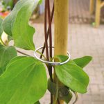 Plant Rings Zinc Coated