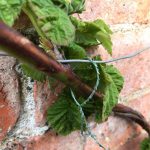 Climbing Wire