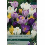 Crocus Mixed