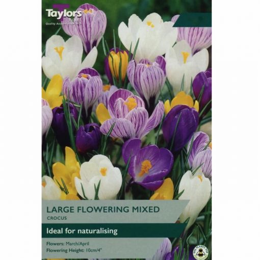 Crocus Mixed