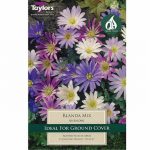 Anemone Blanda mIxed