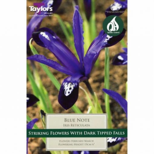 Iris Reticulata Blue Note